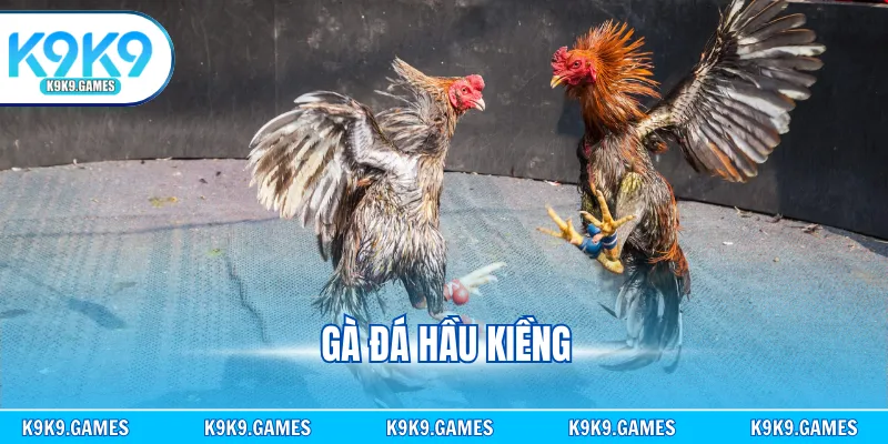 Gà Đá Hầu Kiềng - Bí Mật Phía Sau Chiến Kê Được Săn Đón